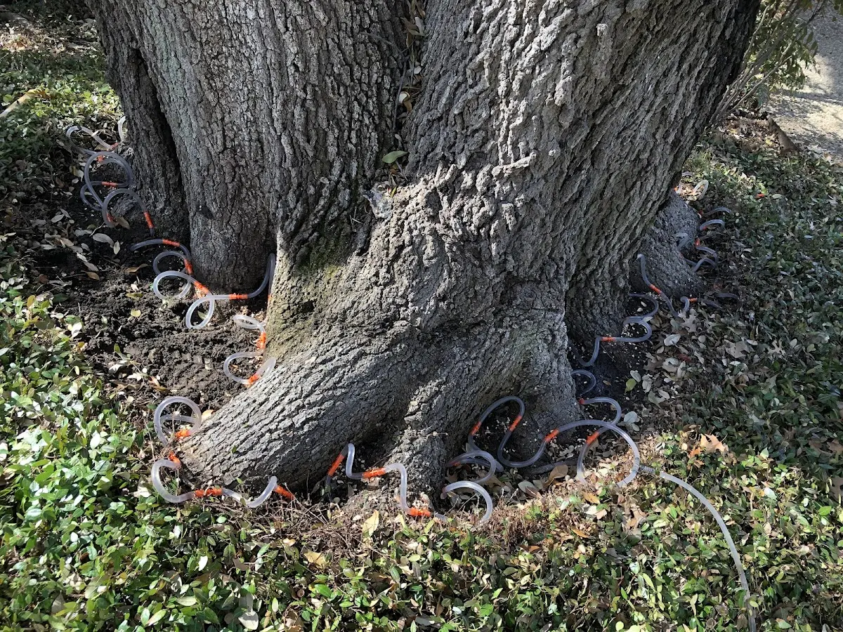 Detailed Tree Cabling and Bracing job site in Caret