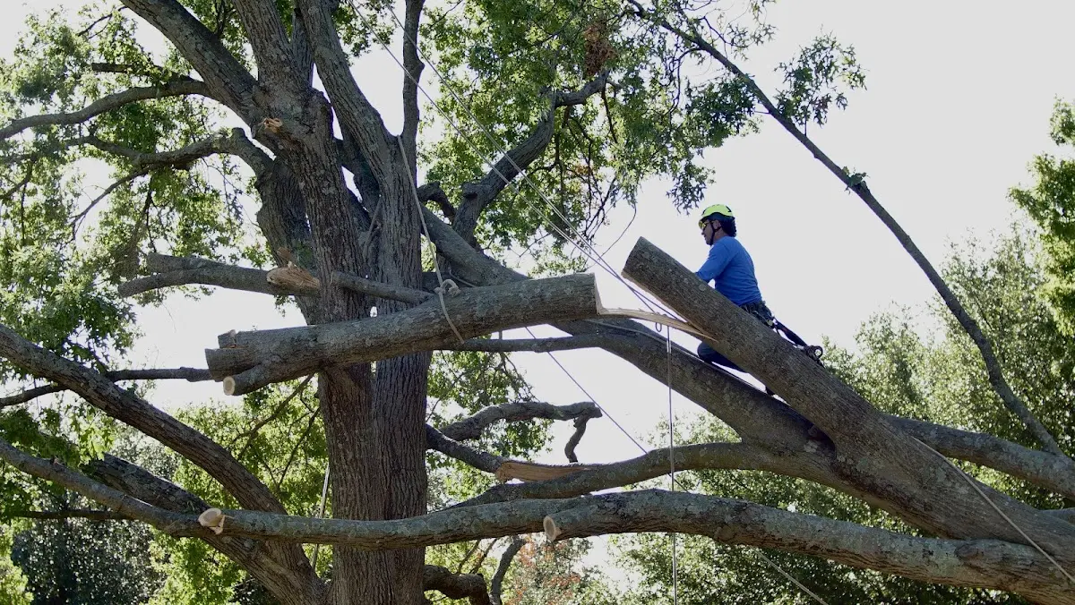 Professional Crown Thinning performed by certified arborists in Caret
