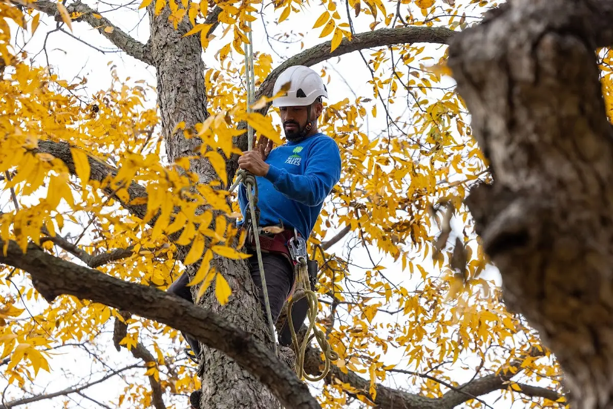 Skilled Dead Tree Removal crew working in Caret